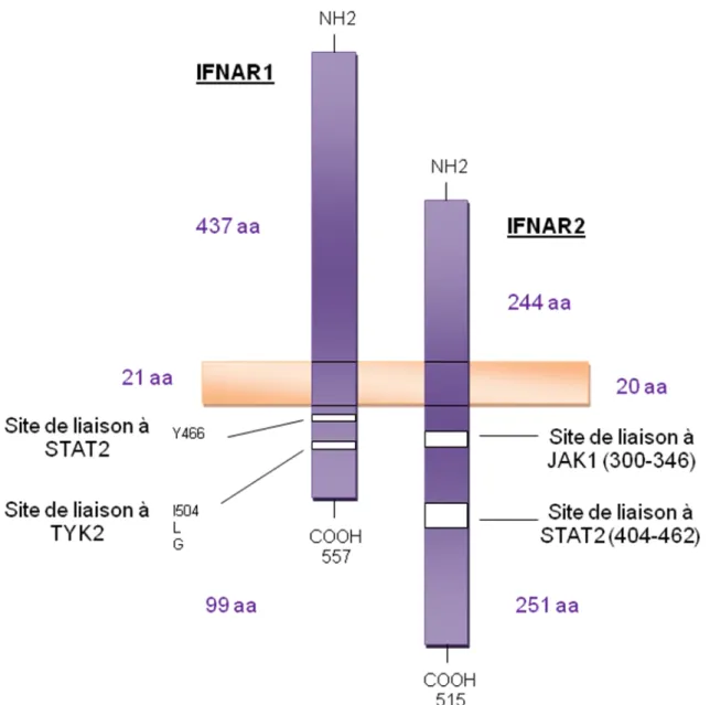 Figure  6.  Représentation  schématique  des  sous-unités  du  récepteur  de  l’IFN-α,  IFNAR1  et  IFNAR2