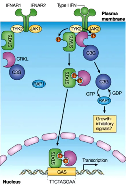 Figure 7. La protéine CRKL dans la signalisation de l’IFN de type I. 
