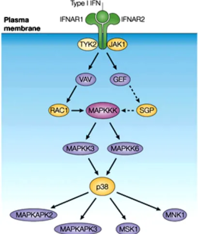 Figure 9. Signalisation de l’IFN de type I par la voie des MAPK. 