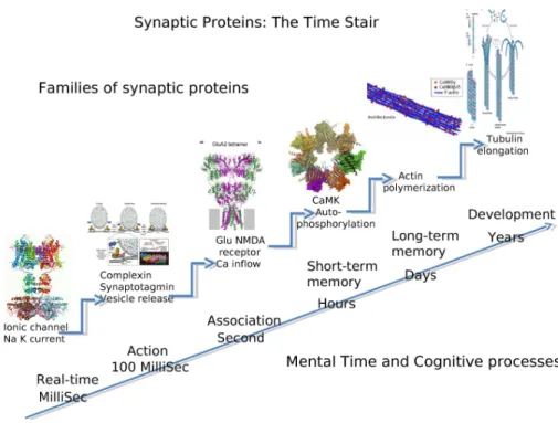 Fig. 1.3.: Stairway to memory formation: from information processing to synaptic remodeling.