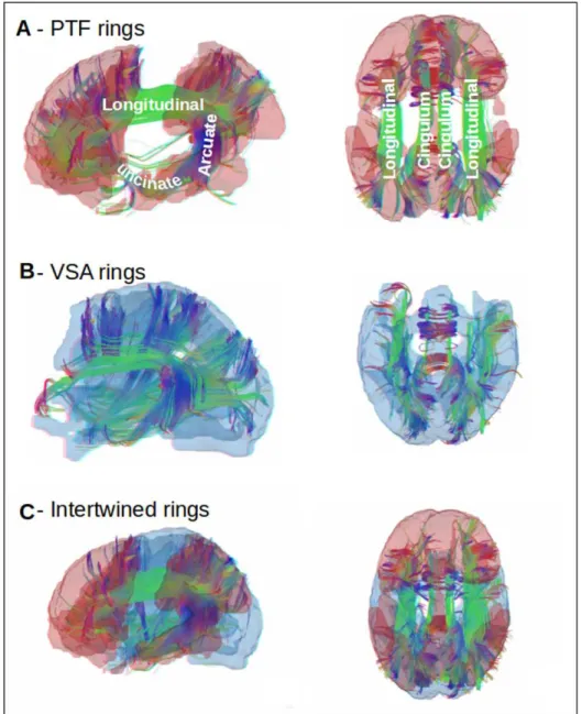 Fig. 2.6.: Long distance cortical connections closing the PTF ring. Comparison of the topography of the two rings (lateral and dorsal views), with superimposed major cortical fiber tracts (see text for details)