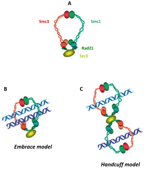 Figure 4 : Les modèles de capture topologique des chromatides sœurs par le complexe cohésine.