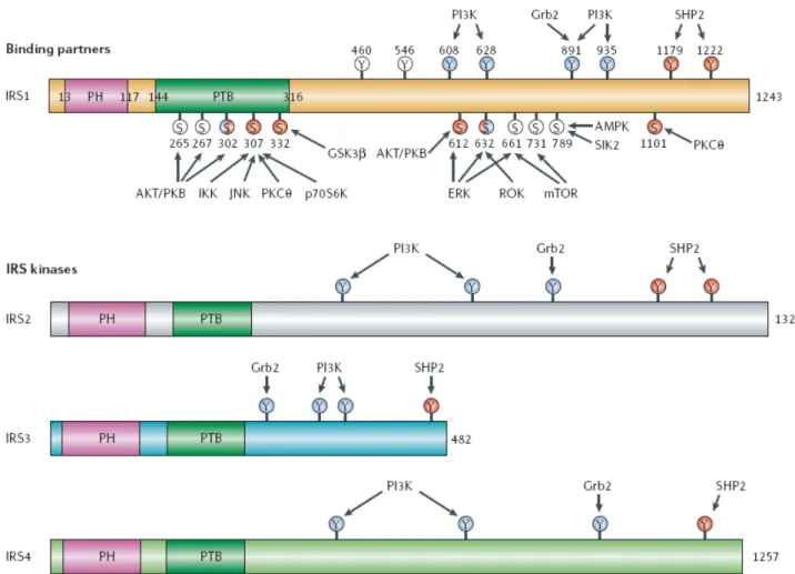 Figure 3: Structure des quatre protéines IRS (insulin receptor substrate) et de leurs sites de  phosphorylation par différentes kinases 