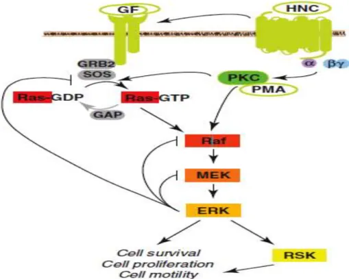 Figure 7: La voie de signalisation RAS/MAPK répond à nombreux stimuli extracellulaires et  intracellulaires et contrôle la motilité, la survie, la prolifération et la division cellulaire