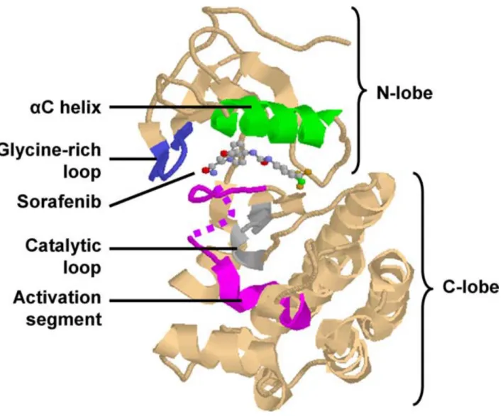 Figure 9: Diagramme en ruban illustrant le modèle structurale des protéines kinases (ici B-RAF  complexé à un inhibiteur, le Sorafenib)