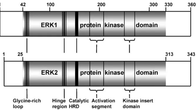 Figure 12: Architecture de ERK1 et ERK2 humain. 
