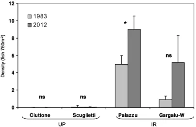 Fig. 4. Mean ( + SE) abundance of Sciaena umbra recorded at sites located in the integral reserve (IR) and unprotected zones (UP) of Scandola in 1983 and 2012.