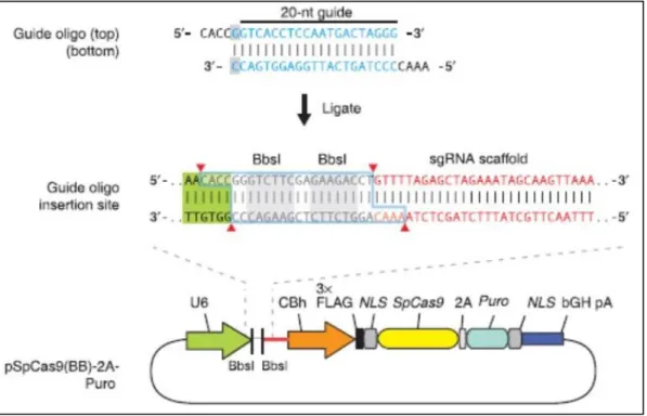 Figure  13.  Schematic  for  cloning  of  the  guide  sequence  oligos  into  pSpCas9(BB)-2A-Puro  plasmid  containing  the  sequence  allowing  the  expression of Cas9 and the sgRNA scaffold