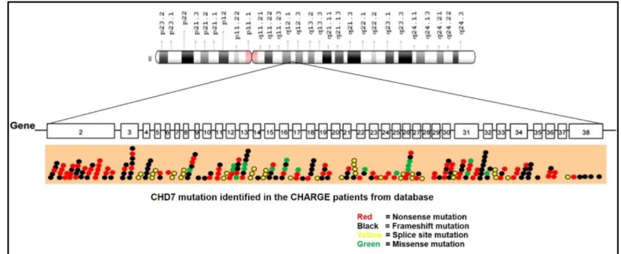 Figure  2.  Location  of  the  CHD7  gene  and  the  mutations  identified  in  CS  (Adapted from Balasubramanian et al., 2014; https://www.chd7.org)