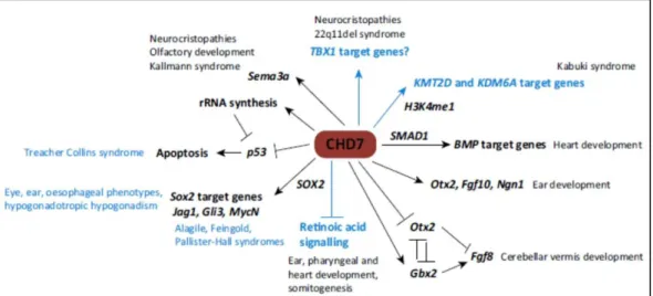 Figure  6.  Developmental  and  disease-associated  pathways  regulated  by  CHD7.  Studied  interactions  are  in  black  and  presumed  hypothetical  associations are in blue (Basson and van Ravenswaaij, 2015)