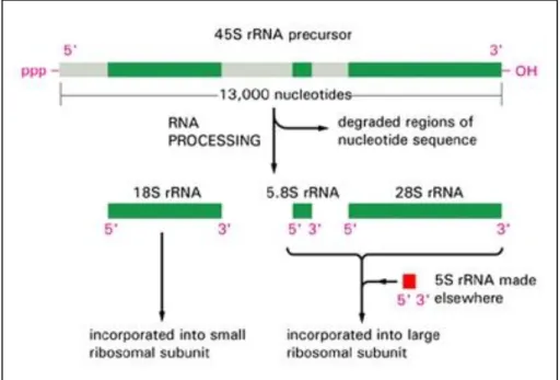 Figure  7.  Processing  of  a  45S  rRNA  precursor  molecule  into  three  separates ribosomal RNAs