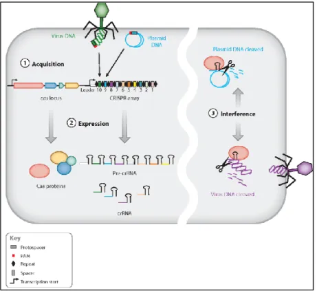 Figure  9.  CRISPR  mechanism  of  action  overview.  Here  are  graphically  represented  the  three  stages  of  CRISPR  mechanism  of  action;  (i)  acquisition,  (ii)  crRNA  processing  and  (iii)  interference  in  the  three  major  types (Bhaya et 
