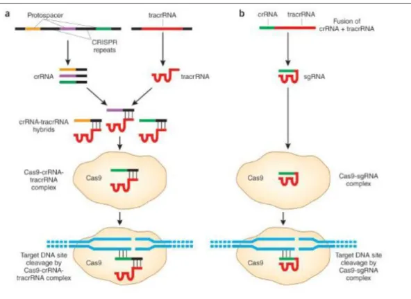 Figure  10. Natural vs. engineered CRISPR systems. A) Natural CRISPR  pathway starting from  the transcription of each pre-crRNA and tracrRNA