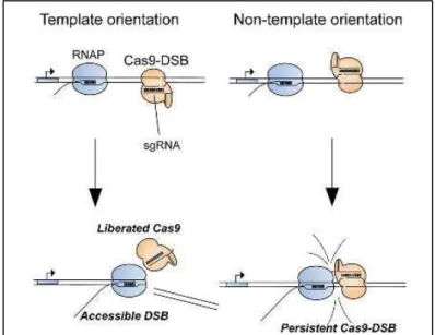 Figure  11. Persistent Cas9 binding to double-strand DNA breaks (DSBs)  blocks DNA break repair (Clarke et al., 2018)