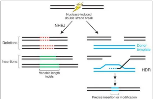 Figure 12. Fixing the DSB: NHEJ vs. HDR. Non-Homologous End Joining  (NHEJ)  is  the  primary  DNA  repair  mechanism  which  may  cause  gene  disruption