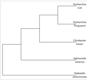 Figure S2: Enterobacteria species tree for the interspecies study – cladogram defined from the Hogenom Database reference species tree.