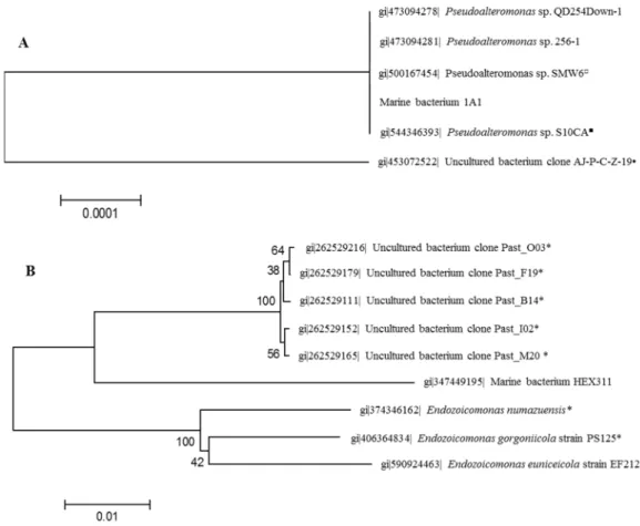 Figure 1. Neighbor-joining phylogenetic trees generated by analyzing partial 16S rDNA  gene sequences of Suberites domuncula-associated bacteria Pseudoalteromonas sp