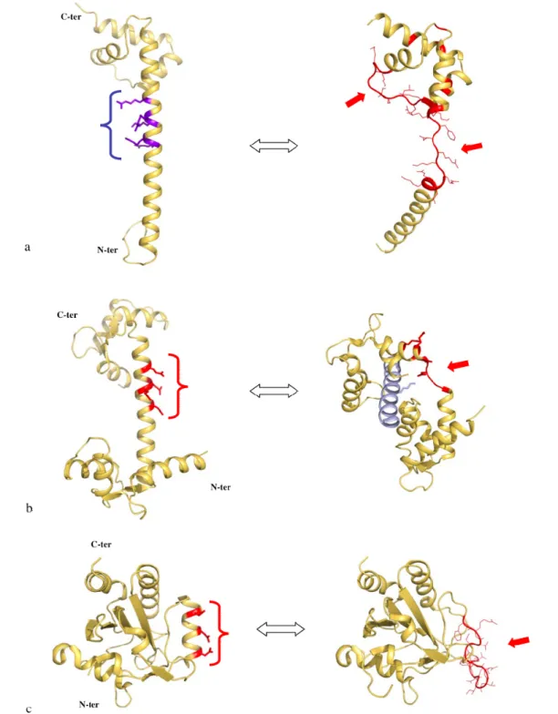 Figure 6. Charge repulsion and unwinding of α-helices. Comparison of the folded (left)  and the partially unfolded (right) forms of L20 (2GHJ)(a), calmodulin (1CCL and 2IX7)  (b) and poplar thioredoxin (2P5Q and 2P5R)(c)