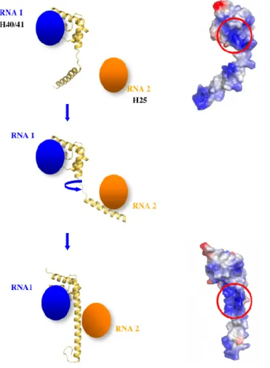 Figure 8. Fishing mechanism that can help to bring into proximity RNA segments coming  from different rRNA domains