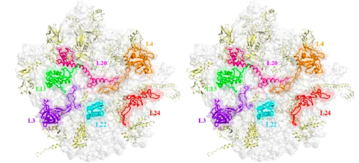 Figure 1. Stereo view of the large subunit of T. thermophilus [14] showing the distribution  of the six ribosomal proteins L3 (purple blue), L4 (orange), L13 (green), L20 (magenta),  L22 (cyan) and L24 (red) essential for the formation of the first reconst