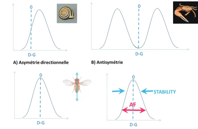 Figure 1 : L’asymétrie en biologie A)  L’asymétrie directionnelle se traduit par une  distribution normale de la différence de taille d’un trait entre les deux côtés avec une  moyenne différente de zéro