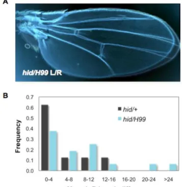 Figure  2 :  Hid  est  nécessaire  à  la  symétrie  des  ailes.  A)  comparaison  des  ailes  gauche  et  droite  de  mutants  combinant  un  allèle  hypomorphe  de  hid  et  une  petite  déficience  contenant les gènes pro-apoptotiques hid, reaper et grim