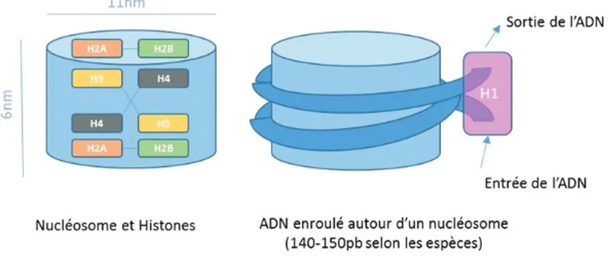 Figure 9 : Les différents niveaux de compaction de la chromatine. La double hélice d’ADN,  d’un diamètre de ~2 nm, est enroulé autour d'un nucléosome formant une fibre d’un  diamètre de 11 nm