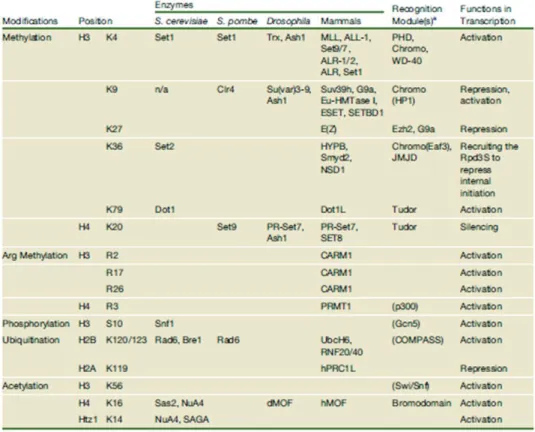 Figure 12 : Les Acétyltransférases GNAT, MYST et P300/CBP. A) alignement des protéines  du  sous-groupe Gcn5 de la famille des GNAT