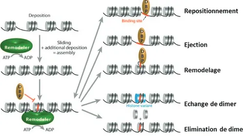 Figure 15 : Différents types d’ATPases. Le domaine ATPase est divisé en deux parties: DExx  (rouge) et HELICc (orange)