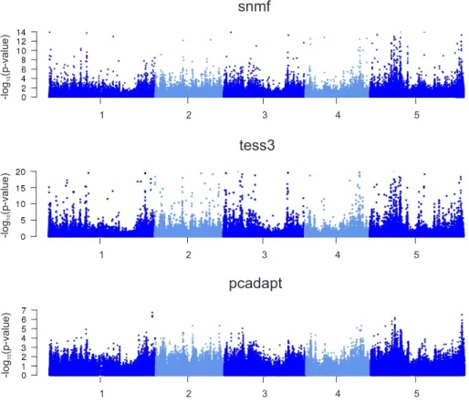 Figure 2.5 – Manhattan plots of minus log10(p-values) for A. thaliana. Tests using (A) snmf, (B) tess3 and (C) pcadapt