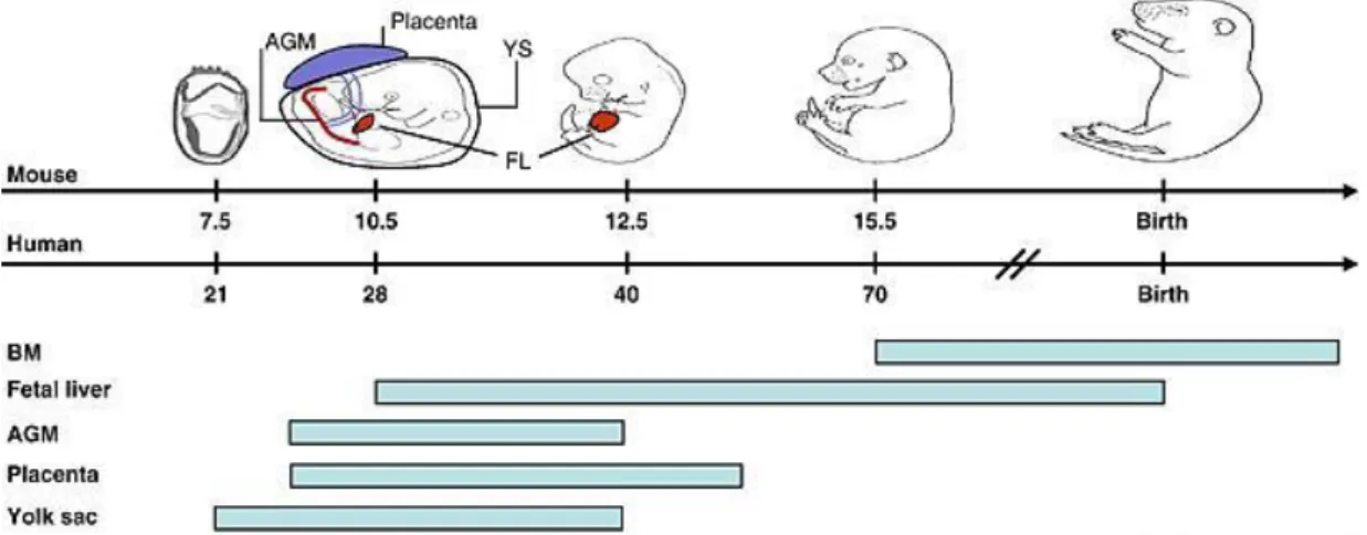 Figure  1 :  Sites  d’hématopoïèse,  à  l’origine  des  cellules  souches  hématopoïétiques,  au  cours  du  développement  embryonnaire  et  après  la  naissance  chez  la  Souris  et  l’Homme