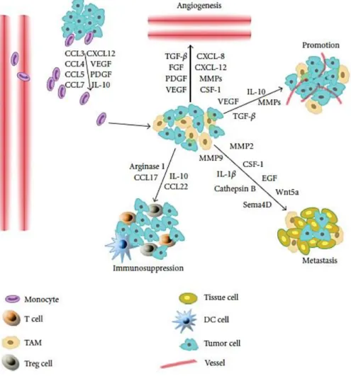 Figure  4 :  Fonctions  des TAMs  dans la  progression  tumorale. Les monocytes sont recrutés dans la  tumeur par plusieurs chimiokines (CCL2, 3, 4, 5, 7, 8 et 12) et cytokines (VEGF, PDGF, IL-10) sécrétées  par les cellules tumorales