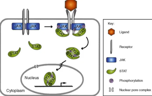 Figure 8 : Signalisation JAK/STAT. Source : (Arbouzova et al. 2006). 