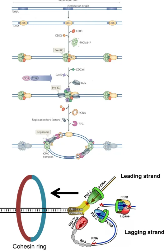 Figure 4 : DNA replication. A. Licensing of replication origins is restricted to the G1 phase of the cell cycle  and results from the sequential loading of pre-replication complex (pre-RC) proteins