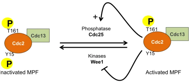Figure 5 : The G2-M transition. Cdc2 bound to cyclin B (Cdc2-Cdc13) is phosphorylated on the “activating” 
