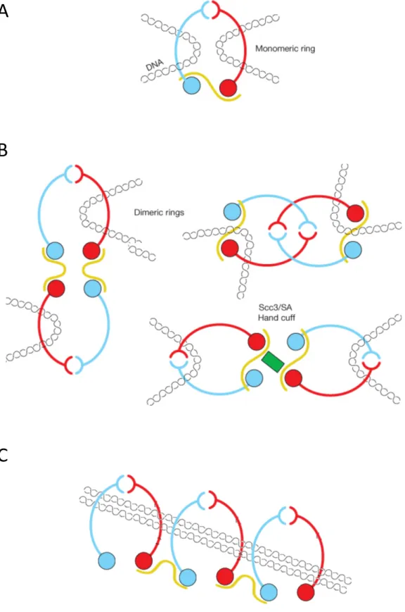 Figure  11  :  Cohesin-DNA  interaction  models  A.  The  embrace  model.  Single  monomeric  cohesin  ring  entraps sister DNAs