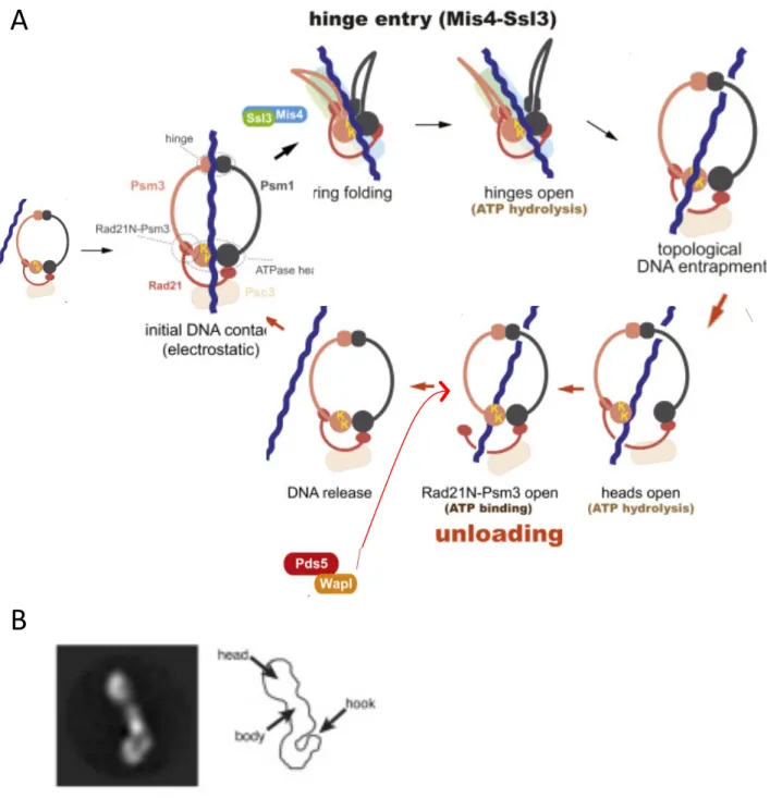 Figure 12 : Cohesin loading and unloading onto DNA. A. Cohesin loading model: The Psm1 and Psm3  coiled coils might enable interactions of SMC hinge and head domains from the same cohesin ring, creating a  DNA binding surface formed by sequences from both 