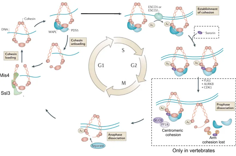 Figure 14 : The cohesion cycle. Cohesin is dynamically associated with chromatin in G1as a consequence  of  repeated  cycles  of  loading  and  unloading