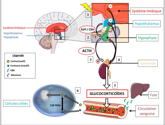 Figure 7 : Axe HPA et glucocorticoïdes. 
