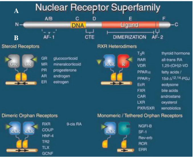 Figure 8 : Structure et classification de la superfamille des récepteurs nucléaires. 