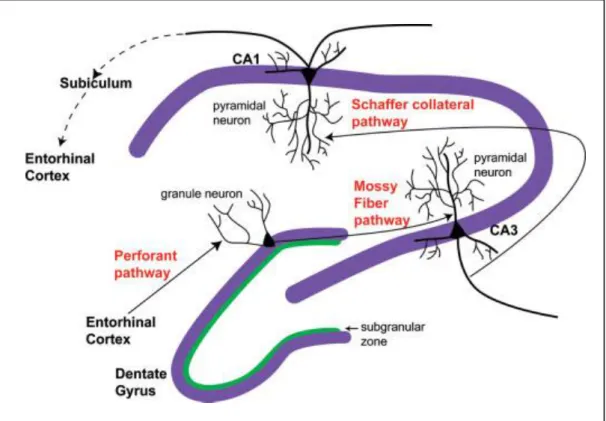 Figure 15 : La formation hippocampique. 