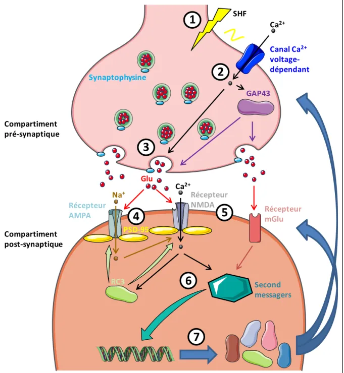 Figure 16 : Mécanismes d’action de la PLT. 