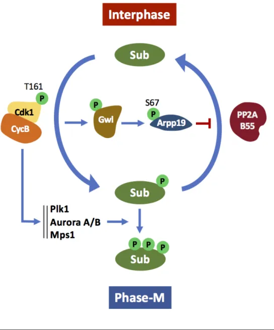 Figure 6 : La phosphorylation des substrats mitotiques 