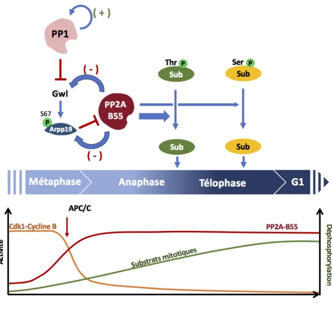 Figure 8 : La sortie de phase-M dépend de la déphosphorylation ordonnée  des substrats mitotiques 