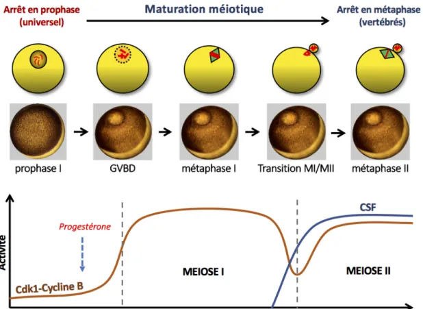 Figure 9 : Contrôle moléculaire de la maturation méiotique de l’ovocyte de  xénope 