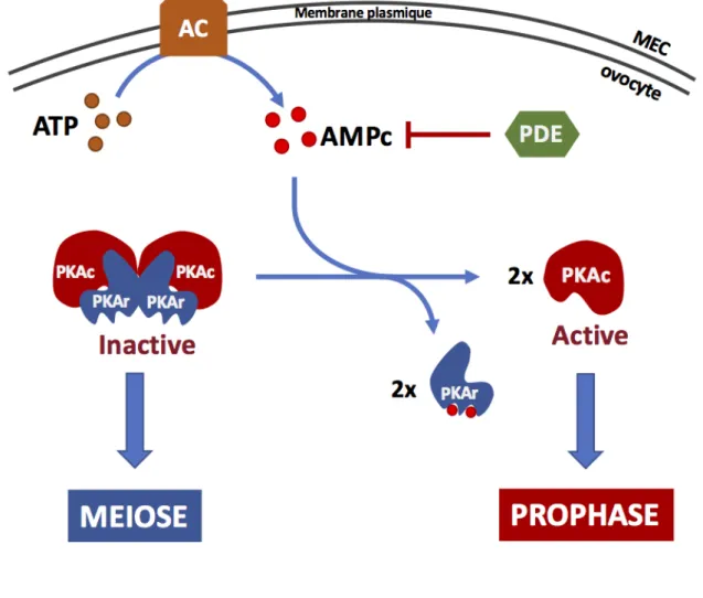 Figure 10 : AMPc, PKA et l’arrêt en prophase  