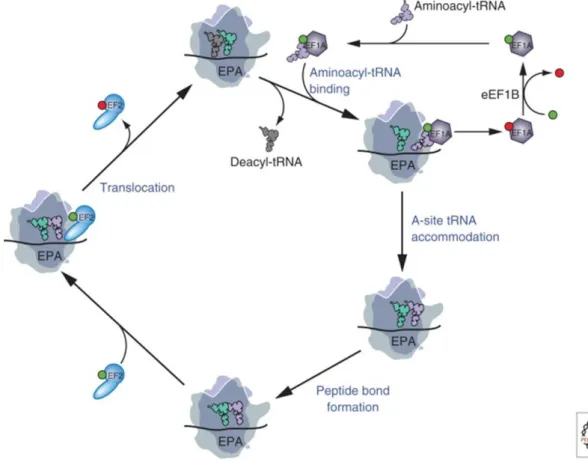 Figure 4. Model of the eukaryotic translation elongation pathway. 