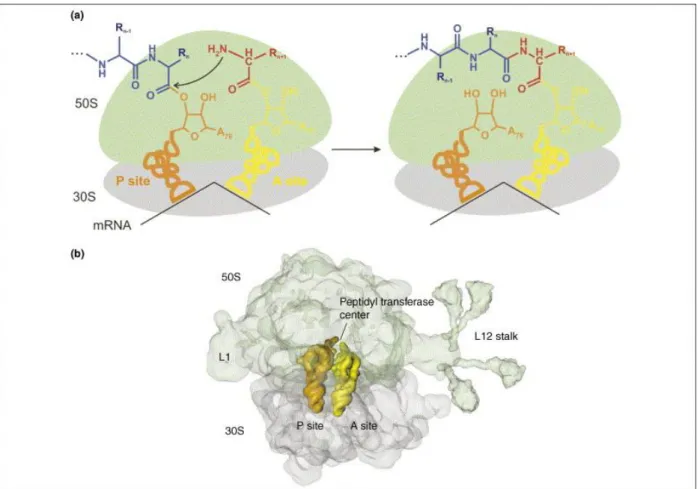 Figure 5. Peptide bond formation on the ribosome. 