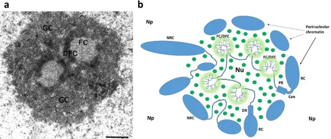 Figure 6. Organization of the nucleolus. 