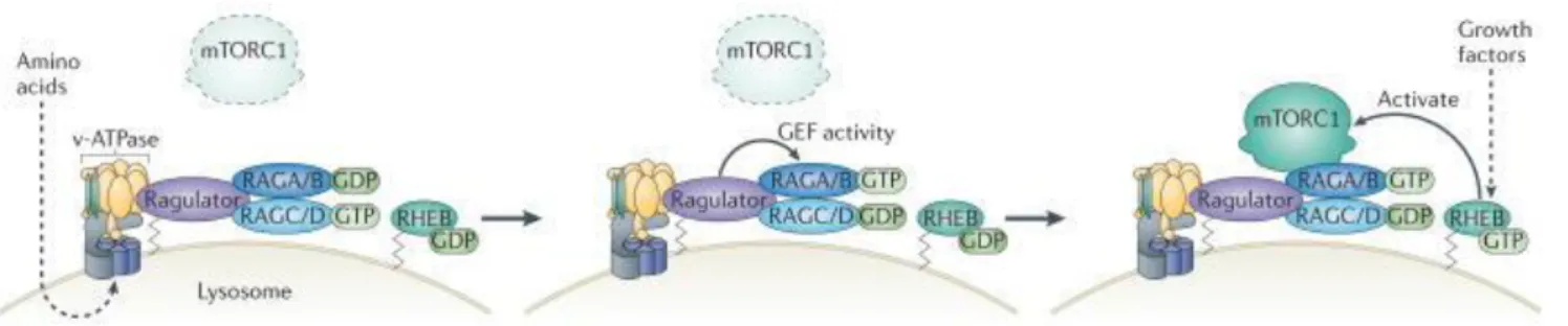 Figure 18. Amino-acid dependent activation of mTor at the lysosome 